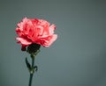 Mother`s Day Single Red Flower against Dark Background Royalty Free Stock Photo