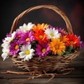 Colorful daisies in a woven basket. Mother\'s Day Flowers Design concept