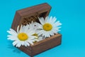 Isolated photo wooden box in vintage style with two colors of daisies on blue background Royalty Free Stock Photo