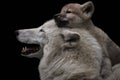 Mother`s love between arctic wolf and pup, Canis lupus arctos Royalty Free Stock Photo