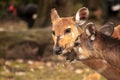 Mother's love, deer and cute fawn Royalty Free Stock Photo