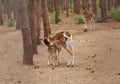 Mother`s love, deer and cute fawn, summer Royalty Free Stock Photo