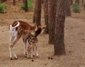 Mother`s love, deer and cute fawn Royalty Free Stock Photo