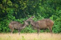 Mother Sambar deer grooming baby deer in the rain.