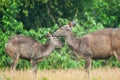 Mother Sambar deer grooming fawn in the rain. Tropical Forest ba