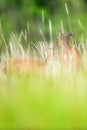 Mother Sambar deer grooming a little fawn in flower field in summer