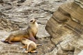 Mother Sea Lion & Her Pup Royalty Free Stock Photo