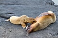 Mother Sea Lion & Her Pup Royalty Free Stock Photo