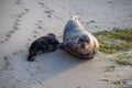 Mother sea lion and her pup on the La Jolla Beach during sunset Royalty Free Stock Photo