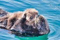 Mother sea otter cuddling her recently born pup.