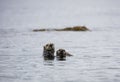 Mother sea otter and her pup Royalty Free Stock Photo
