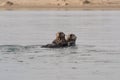 Mother sea otter with her pup in Morro Bay Royalty Free Stock Photo