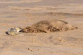 Mother seal recognising her newborn grey seal pup, Halichoerus grypus, by sense of smell, Horsey, Norfolk, UK
