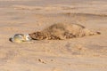 Mother seal recognising her newborn grey seal pup, Halichoerus grypus, by sense of smell, Horsey, Norfolk, UK