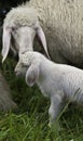 Mother sheep and baby lamb Royalty Free Stock Photo