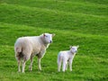 Mother Sheep and Baby Lamb Royalty Free Stock Photo