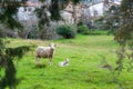 Mother sheep with baby lamb in a field in Spring Royalty Free Stock Photo