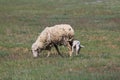mother sheep with baby lamb on the green field Royalty Free Stock Photo