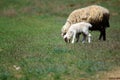 Mother sheep with baby lamb on the green meadow Royalty Free Stock Photo