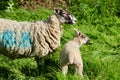 Mother sheep and baby lamb in meadow Royalty Free Stock Photo