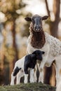 Mother sheep with baby lambs in a field in Spring. Royalty Free Stock Photo