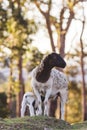 Mother sheep with baby lambs in a field in Spring. Royalty Free Stock Photo