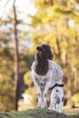 Mother sheep with baby lambs in a field in Spring. Royalty Free Stock Photo