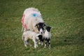 Mother sheep ewe with two young lambs Royalty Free Stock Photo
