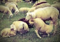 Mother sheep feeding her lamb in the flock of sheep grazing Royalty Free Stock Photo