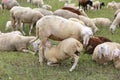 Mother sheep feeding her lamb in the midst of the flock Royalty Free Stock Photo