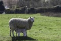 Mother sheep feeding twin lambs.