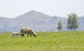Mother sheep grazing in the meadow with her lamb Royalty Free Stock Photo