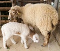 Mother sheep and her baby lamb Royalty Free Stock Photo