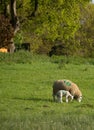 mother sheep and her baby lamb grazing in a field against a backdrop of fresh green spring foliage Royalty Free Stock Photo