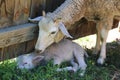 Mother sheep with her baby lamb Royalty Free Stock Photo