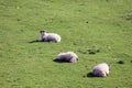 A mother sheep with her baby lambs on the isle of Skye Royalty Free Stock Photo