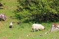 A mother sheep with her baby lambs on the isle of Skye Royalty Free Stock Photo