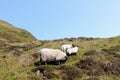 A mother sheep with her baby lambs on the isle of Skye Royalty Free Stock Photo