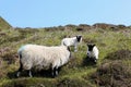 A mother sheep with her baby lambs on the isle of Skye Royalty Free Stock Photo