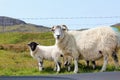 A mother sheep with her baby lambs on the isle of Skye Royalty Free Stock Photo