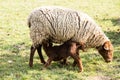 Mother sheep and her lamb Royalty Free Stock Photo