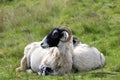 Mother sheep and her lamb sitting together Royalty Free Stock Photo