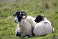 Mother sheep and her lamb sitting together Royalty Free Stock Photo