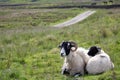 Mother sheep and her lamb sitting together Royalty Free Stock Photo