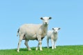 Mother sheep and her lamb in spring Royalty Free Stock Photo