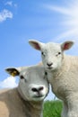 Mother sheep and her lamb in spring Royalty Free Stock Photo