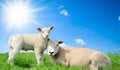 Mother sheep and her lamb in spring