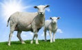 Mother sheep and her lamb in spring Royalty Free Stock Photo