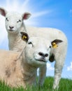 Mother sheep and her lamb in spring Royalty Free Stock Photo