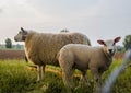 Mother sheep and her lamb in spring, Friesland The Netherlands Royalty Free Stock Photo